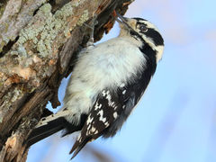 (Downy Woodpecker) female catching grubs (Downy Woodpecker) female catching grubs