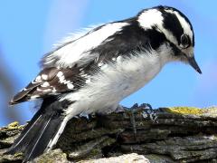 (Downy Woodpecker) female standing (Downy Woodpecker) female standing