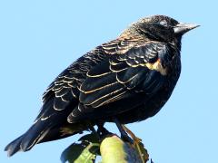 (Red-winged Blackbird) juvenile male (Red-winged Blackbird) juvenile male