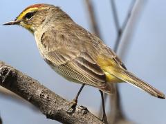 (Palm Warbler) perching (Palm Warbler) perching