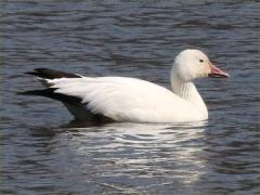 (Snow Goose) swimming (Snow Goose) swimming