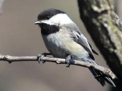 (Black-capped Chickadee) perching (Black-capped Chickadee) perching