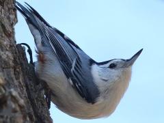 (White-breasted Nuthatch) male (White-breasted Nuthatch) male