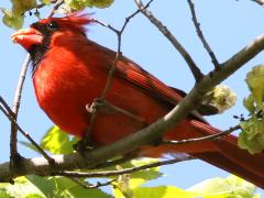 (Northern Cardinal) male perching (Northern Cardinal) male perching