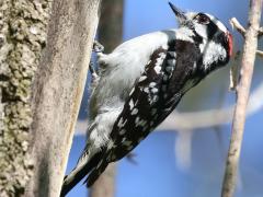 (Downy Woodpecker) male perching (Downy Woodpecker) male perching