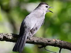 (Gray Catbird) calling (Gray Catbird) calling