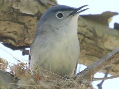 (Blue-gray Gnatcatcher) male singing (Blue-gray Gnatcatcher) male singing