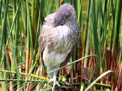 (Eastern Grey Heron) sleeping (Eastern Grey Heron) sleeping