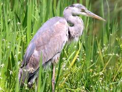 (Eastern Grey Heron) standing (Eastern Grey Heron) standing
