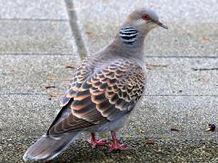 (Taiwan Oriental Turtle Dove) dorsal
