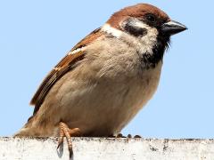 (Asian Tree Sparrow) standing