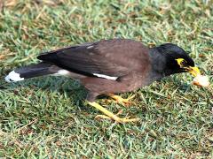 (Common Myna) foraging (Common Myna) foraging