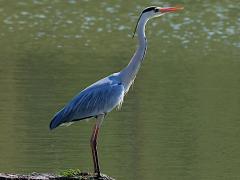 (Eastern Grey Heron) standing (Eastern Grey Heron) standing