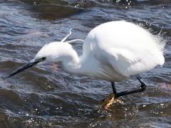 (Western Little Egret) stalks (Western Little Egret) stalks