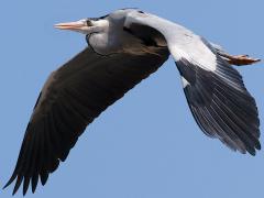(Eastern Grey Heron) flapping downstroke (Eastern Grey Heron) flapping downstroke