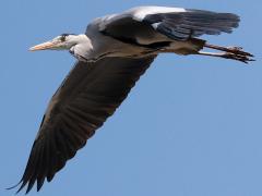 (Eastern Grey Heron) flying downstroke (Eastern Grey Heron) flying downstroke