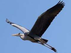 (Eastern Grey Heron) flying upstroke (Eastern Grey Heron) flying upstroke