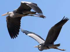 (Eastern Grey Heron) pair flying (Eastern Grey Heron) pair flying