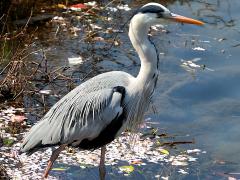 (Eastern Grey Heron) standing (Eastern Grey Heron) standing
