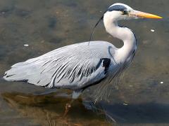 (Eastern Grey Heron) wading (Eastern Grey Heron) wading