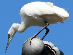 (Western Little Egret) forages (Western Little Egret) forages
