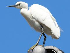 (Western Little Egret) profile (Western Little Egret) profile