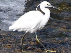 (Western Little Egret) wading (Western Little Egret) wading