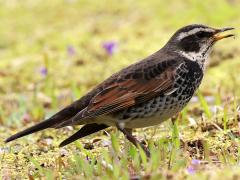 (Dusky Thrush) foraging (Dusky Thrush) foraging