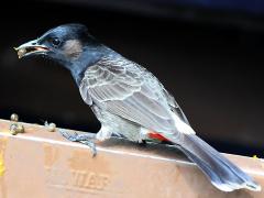 (Red-vented Bulbul) feeding (Red-vented Bulbul) feeding