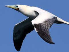 (Red-footed Booby) banking downstroke (Red-footed Booby) banking downstroke