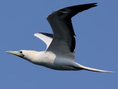 (Red-footed Booby) banking upstroke (Red-footed Booby) banking upstroke