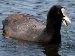 (Eurasian Coot) foraging (Eurasian Coot) foraging