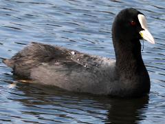 (Eurasian Coot) swimming (Eurasian Coot) swimming