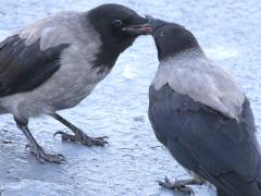 (Hooded Crow) feeding (Hooded Crow) feeding