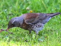 (Fieldfare) feeding (Fieldfare) feeding