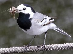 (White Wagtail) feeding (White Wagtail) feeding