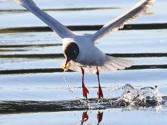 (Black-headed Gull) snatching (Black-headed Gull) snatching