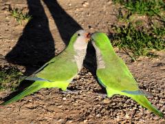 (Monk Parakeet) feeding (Monk Parakeet) feeding