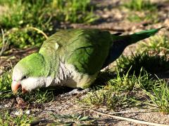 (Monk Parakeet) foraging (Monk Parakeet) foraging