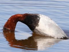 (Common Pochard) male diving (Common Pochard) male diving
