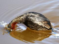 (Little Grebe) diving (Little Grebe) diving