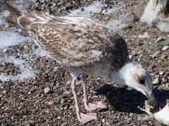 (Yellow-legged Gull) juvenile feeding (Yellow-legged Gull) juvenile feeding