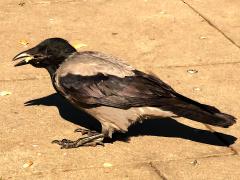 (Hooded Crow) feeding (Hooded Crow) feeding