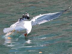 (Yellow-legged Gull) snatching (Yellow-legged Gull) snatching