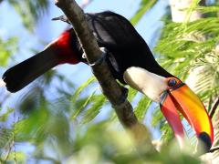 (Toco Toucan) foraging (Toco Toucan) foraging