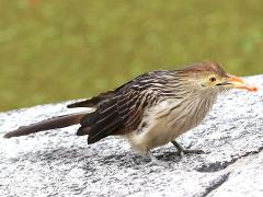 (Guira Cuckoo) feeding (Guira Cuckoo) feeding