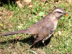(Chilean Mockingbird) feeding (Chilean Mockingbird) feeding