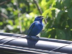 (Indigo Bunting) male sings (Indigo Bunting) male sings