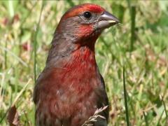 (House Finch) male (House Finch) male