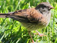 (Dark-eyed Junco) Oregon juvenile (Dark-eyed Junco) Oregon juvenile